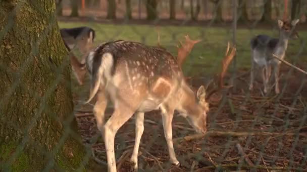 一头小鹿从树后向外张望 红鹿在森林里 在车辙中 在森林砍伐的背景下 一只鹿角很大的鹿 保护森林动物 — 图库视频影像
