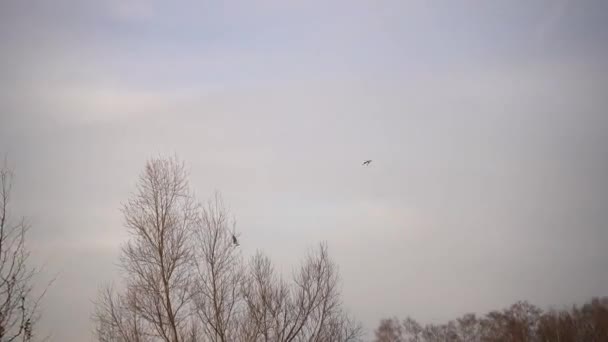 Flight Bird Trees Camera Moves Intently Flying Bird Bird Autumn — Video Stock