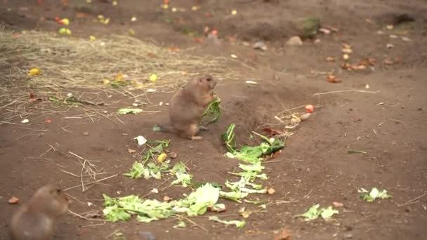 Small Fluffy Animals Appetizingly Eat Green Cabbage Leaves Protection Animals — Vídeo de Stock
