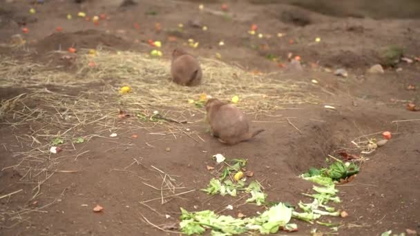 Cute Little Gray Marmots Sit Eat Vegetables Wild Animals Eat — Vídeo de Stock