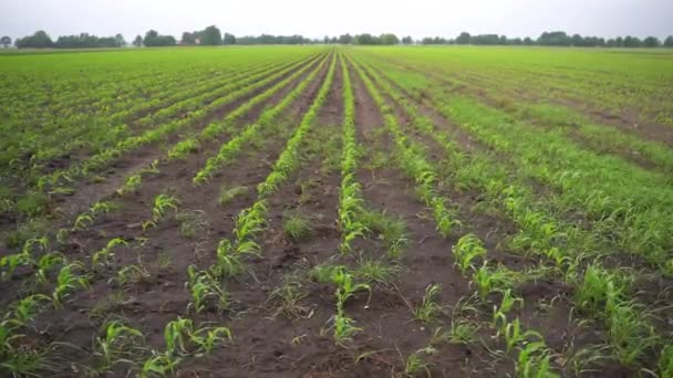 Field Young Corn Sprouts Rows Small Corn Sprouts Extending Distance — Stock videók