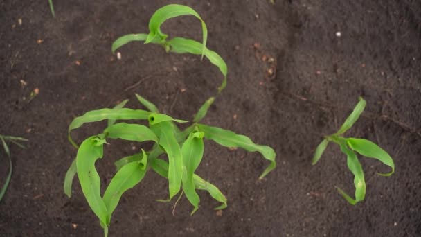 Corn Seedlings Close View Small Corn Sprouts Grow Black Ground — Vídeos de Stock