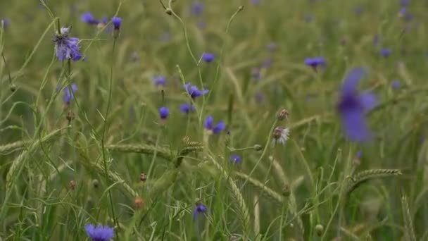 康花田 乡村田里点缀着密密麻麻的蓝花 草地上点满了花 大量的花和草药 自然美的乡村 有选择的重点 模糊的背景 — 图库视频影像