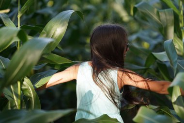 A girl with long black hair and a turquoise dress spread her arms to the sides in a cornfield. Waist-deep view from behind. The child has fun and plays hide and seek in the leaves of corn. Cornfield