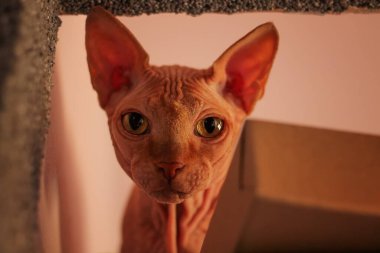 Sphynx cat naked seting looking at camera. Horizontal orientation