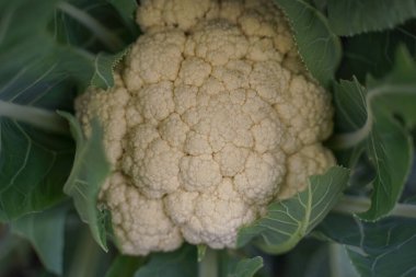 Cauliflower head covered by green leaves. Cauliflower ready for harvest. Home gardening, close-up, top view. Flexitarian diet. Vegetarianism. Peganism. Paleo Diet. Keto Diet.