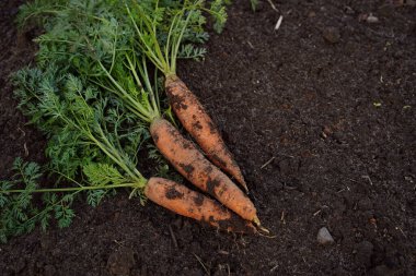 Large juicy unwashed carrots in the field against the background of the earth, close-up. Healthy food, copy space