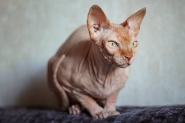 Canadian Sphynx cat on a brown background. Sitting on the couch and looking out the window.