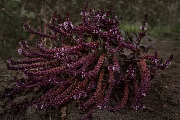 A fresh bush of purple basil with flowers grows in the summer garden. Fresh organic greens close-up