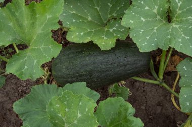 Zucchini grows on the field. Large green vegetables, close-up leaves. Organic farming. Growing vegetables. Farming without chemical fertilizers.