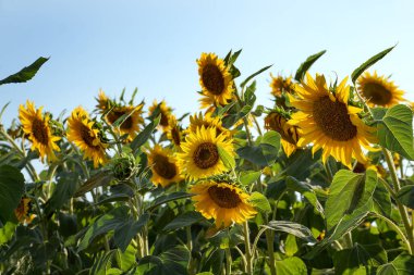 Large heads of sunflowers against the sky, bottom view. Yellow sunflowers and clear blue sky. Organic farming field.