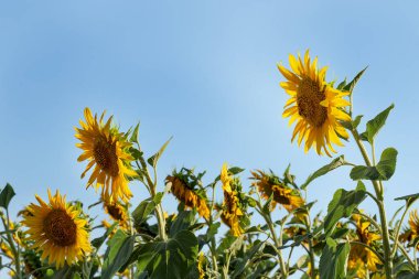 Yellow heads of sunflowers against the blue sky. Farming without fertilizers. Healthy food from farm fields.