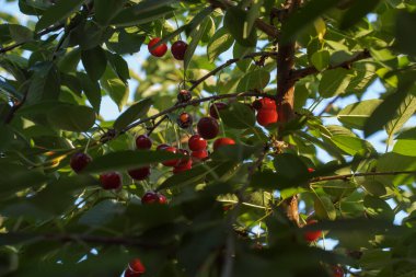 Red cherries in the garden. There are many green leaves in the background. Eco-farming. Healthy food concept. Fitness food. Ecological gardening. Selective focus.