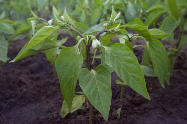 Pepper bush in organic field. Ecological farming. Close-up of a bush. Green pepper. Healthy food concept. Diet healthy food. step1. Selective focus.