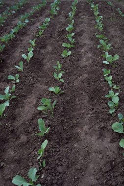 Many rows of cabbage sprouts. Vegetable field with rows of cabbage. Farm field. Ecological farming. Healthy eating. Vertical orientation. Selective focus, blurred backgraund. Step1