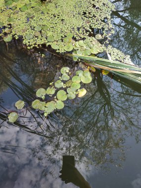 green duckweed and water lilies on a calm water surface. Copy space, blurred background, vertical orientation. Selective focus.