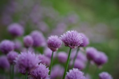 The blooming of purple flowers of agroindustrial onion culture.