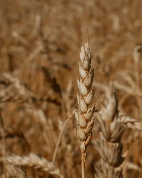 Wheat very close-up, the background is blurred. Ecological grain. Vertical orientation. Selective focus, blurred background