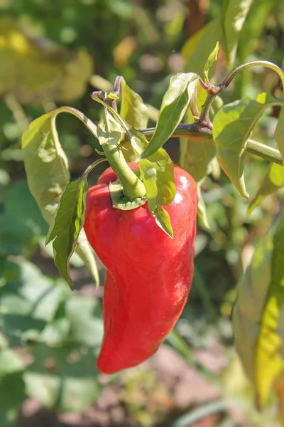 Red juicy pepper grows in the garden. Beautiful organic peppers without chemicals. Copy space, blurred background, vertical orientation. Selective focus.