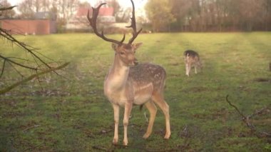 A proud forest deer boldly looks into the camera, a close-up portrait of a beautiful forest animal, a deer on the edge of a forest clearing half closed by a tree carefully looks in front of him.