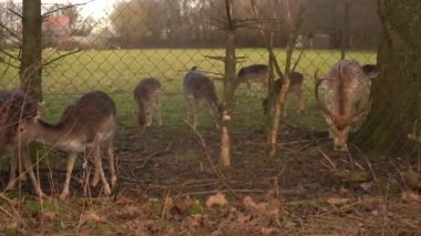 Red Deer grazing and feeding. Magnificent ten point whitetail deer buck in a forest