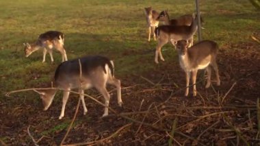 Young deer roam the lawn in summer and eat grass. Concept of environmental and animal protection. Wild animals in natural conditions. Deer graze in the meadow