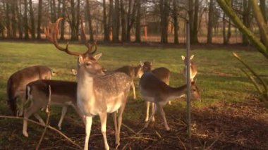 Red deer during summer with growing antlers in meadow near forest, wildlife shot of beautiful animal, close up. Deer in forest, autumn.