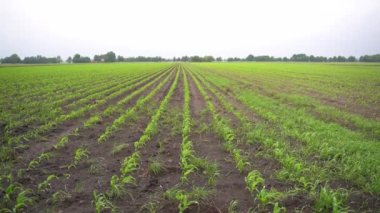 Rows of small corn sprouts extending into the distance to the horizon. In the distance you can see forest. Concept of ecological crop production. Young natural greenery in the field. Healthy eating