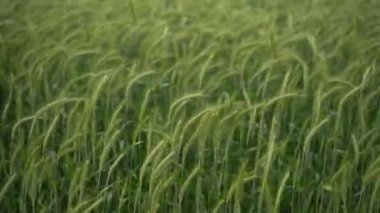 Thick green wheat field close-up. Summer field with wheat spikelets viewed from above. Summer bread field. Environmentally friendly grain cultivation. Non-GMO foods. Healthy eating. Selective focus