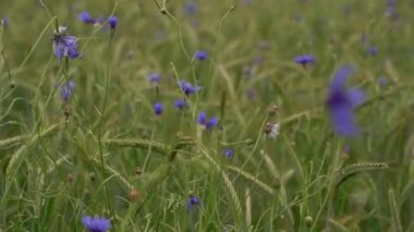 Cornflower field, rural field dotted with close-up blue flowers. The meadow is dotted with flowers. A huge number of flowers and herbs. Natural rural beauty. Selective focus. Blurred background.