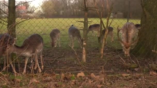 Red Deer Grazing Feeding Magnificent Ten Point Whitetail Deer Buck — Stok video