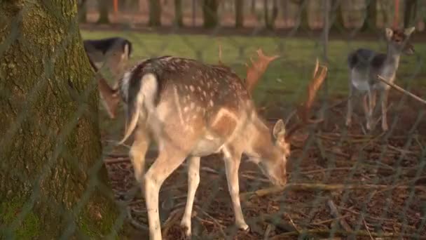 Young Deer Peeks Out Tree Red Deer Forest Rut Deer — Stockvideo