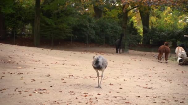 Ostrich Cleans Feathers Sand Forest Distance Untouched Wildlife Majestic Beautiful — Vídeo de stock