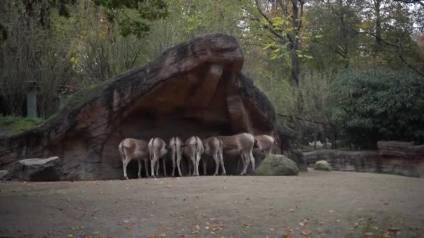 Ζώα Κάτω Από Την Πέτρα Ένα Κοπάδι Άλογα Τρώνε Κάτω — Αρχείο Βίντεο