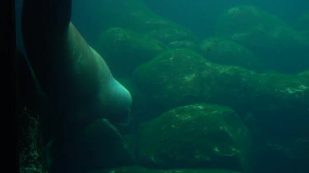 水族館のシール 水族館でのアザラシダイビングの暗いシルエット 海の動物愛らしい毛皮のアザラシは澄んだ青い水の中で泳ぐだけで水族館の表面に浮かびます — ストック動画