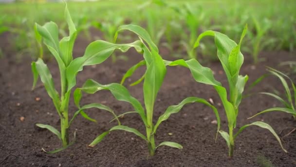 Small Corn Sprout Wind Close Small Corn Sprouts Grow Black — Vídeos de Stock
