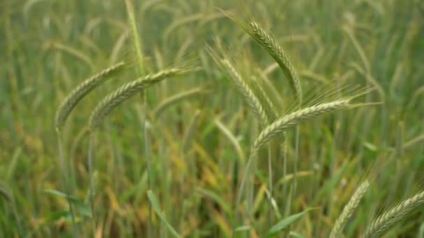 Long Green Spikelets Wheat Close Blurred Wheat Field Spikes Wheat — kuvapankkivideo