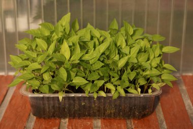 Plastic box with earth and seedlings on brickwork top view, ecology and safe plastic. Fresh salad at home. How to grow plants without fertilizers. Healthy life and delicious food. Ecologically clean existence. Top view