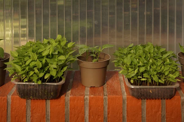 Two square plastic molds and a pot are filled with earth, they grow young green seedlings of vegetables. The pots stand on a red brick window sill, behind a transparent plastic wall. The concept of recyclable waste and plastic. Close-up.