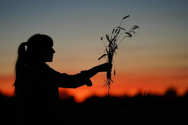 The female silhouette holding in an outstretched arm will be wildflowers in the evening. In the background is a red sunset sky and a wheat field. Summer sunset time in the field. Selective focus. Blurred background