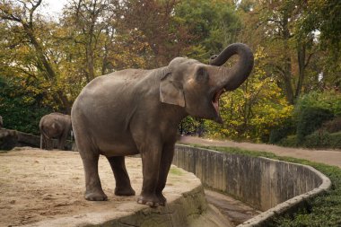 An angry elephant blows its trunk with its mouth open at the edge of the ditch. A terrifying large animal. Wild Elephant in a National Park