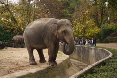 A cute kind baby elephant stands on the edge of a ravine among autumn trees, a crowd of people stands in the distance and admires the animal.