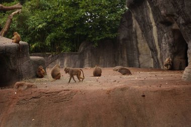 A flock of monkeys roams the stone surface in the zoo, in the background rocks and jungle. A family of monkeys on a rock. Macaques orangutans go about their business in nature