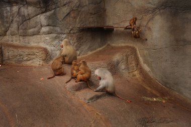 The family of macaques is located on the rocks. Hairy monkeys of different ages go about their business on the rock. Cute monkeys have fun at the zoo