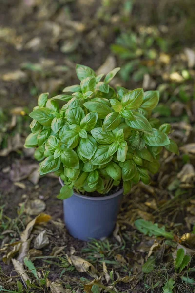 Fresh ecological healthy food with your own hands in your garden, a pot of recycled plastic with earth and large basil leaves close-up view from above, save your health and life.