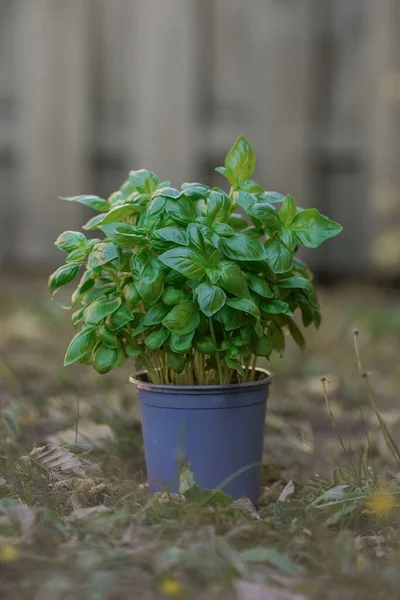 close-up of basil plant in blue pot shot at shallow depth of field. Arial view of basil plant in pot in rock yard. Basil spice health herb in pot. vegetarianism, vegetables without chemical additives,
