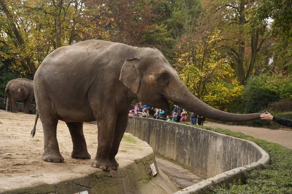 An elephant on the edge of a cliff extends its trunk to a person and touches his hand. The relationship between humans and wild animals. Zoo visitors feed an elephant