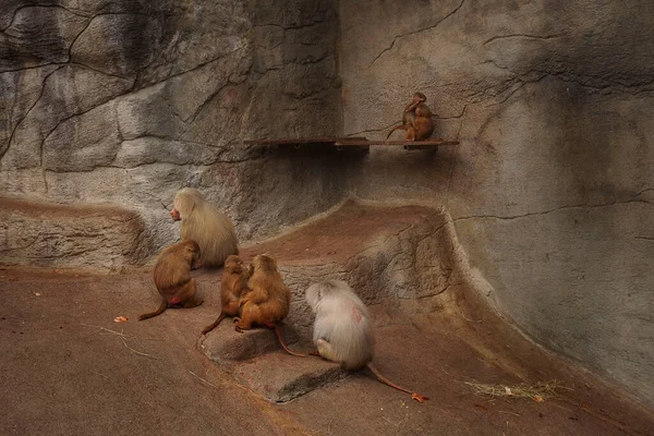 Group of Temple Monkey Family Sitting on Forest Rock. Rhesus Macaque Monkeys. A female monkey sits on a rock