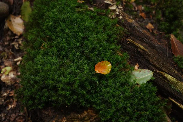 Green star-shaped moss on a forest trail with multi-colored fallen leaves close-up, top view. Around lie fallen leaves and rotten pieces of wood. The natural untouched beauty of nature