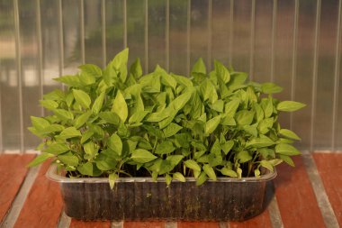 A plastic mold with earth and fresh greenery stands on a brick table, the background blurred. Growing tomatoes and peppers at home, healthy fitness food. Eco-friendly crop production at home